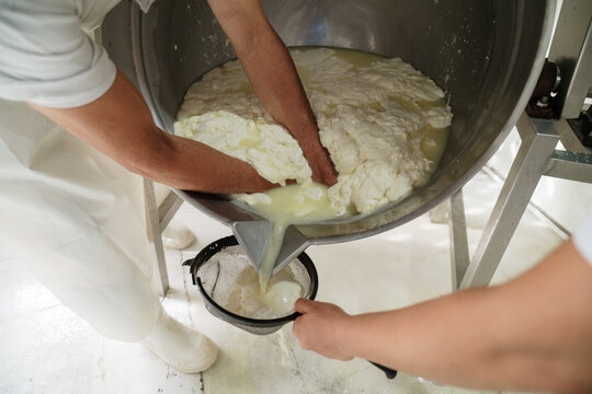 Cheese maker separating curds and whey in stainless steel vat