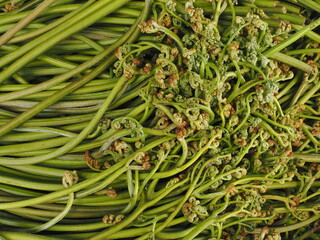 収穫したワラビの背景素材