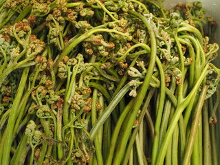 収穫したワラビの背景素材