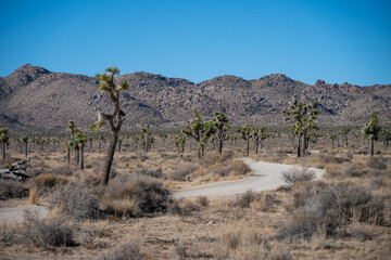 Fototapeta premium Explore Joshua Tree National Park’s Mountains and Stunning Desert Views