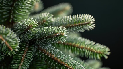 Close-up of a Christmas Tree
