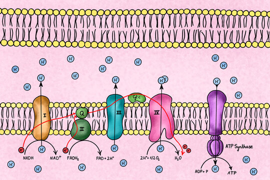 Illustration of a electron transport chain