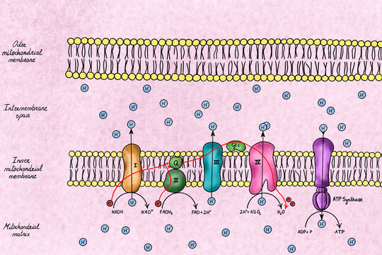 Illustration of a electron transport chain