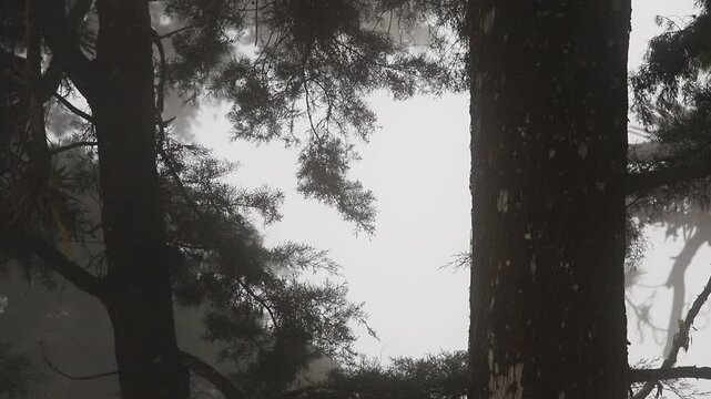&aacute;rboles, nubosidad, ramas de arboles, flores amarillas, fr&iacute;o, neblina, viento, nube, &aacute;rbol, naturaleza, paisaje, clima, llover, bosque