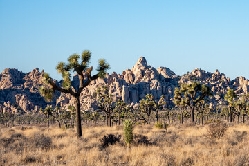 Obraz premium Explore Joshua Tree National Park’s Mountains and Stunning Desert Views