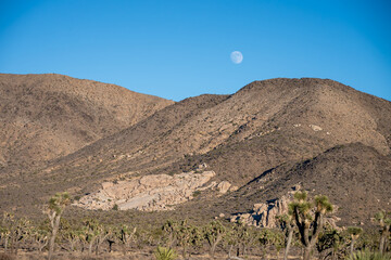 Moonlit Mountains at Joshua Tree National Park’s Desert Beauty