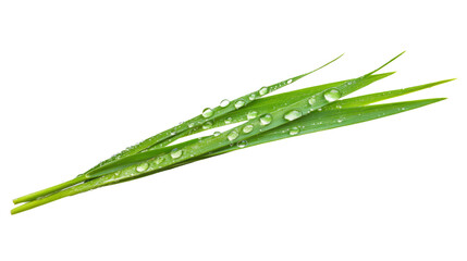Fototapeta premium Grass blade with dewdrops transparent background