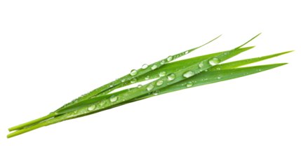Grass blade with dewdrops transparent background