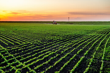 Tractor spraying soybean field at sunset, agriculture and farming