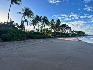 beach with palm trees