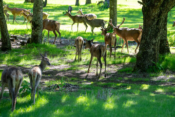 Manada ciervos