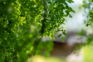 Vegetación patagonia chilena