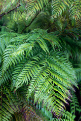 Vegetación patagonia chilena