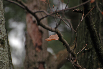 Leaf Isolated on Tree