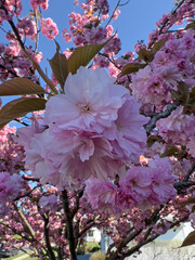 pink cherry tree