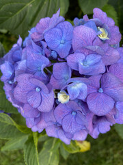 blue and purple