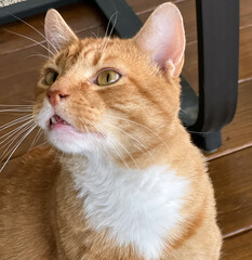 close up of cat