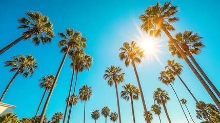 Fototapeta premium Sunny California Palms.