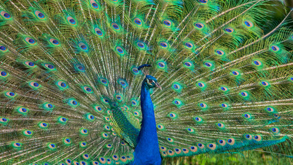 Obraz premium Close-up portrait of colorful Male Peacock 