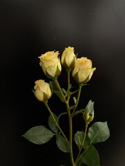 Obraz premium bunch of yellow mini roses