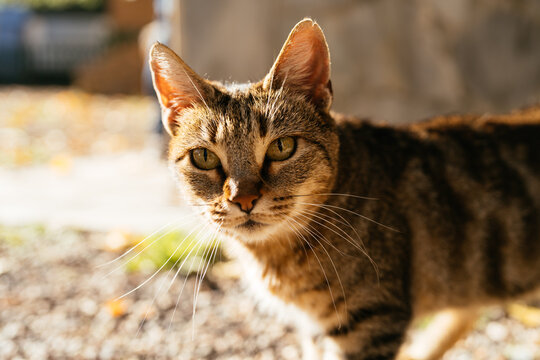 A Beautiful and Charming Tabby Cat Bathed in Warm Sunlight