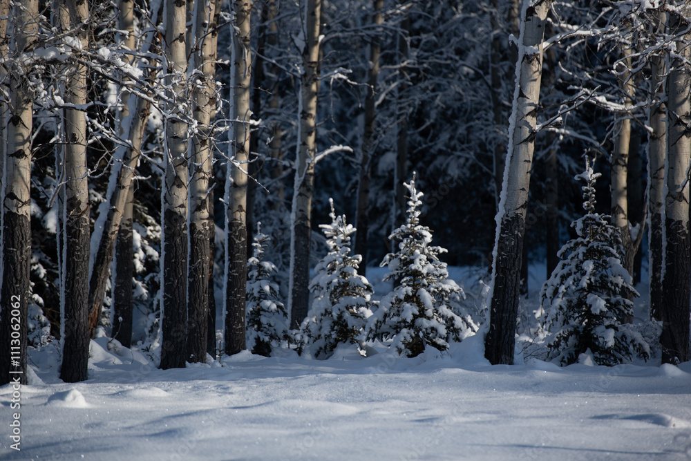 Wall mural two small trees in the woods with snow in winter