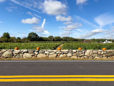 Pumpkins on wall on side of Road at farm landscape 