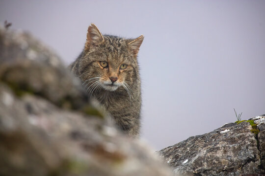 Wildcat gazes intently from rocky Cantabrian terrain