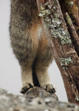 Close-up of European Wildcat Paws on Rocky Terrain