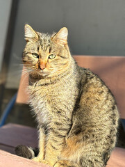 Portrait of a cat sitting on a bench