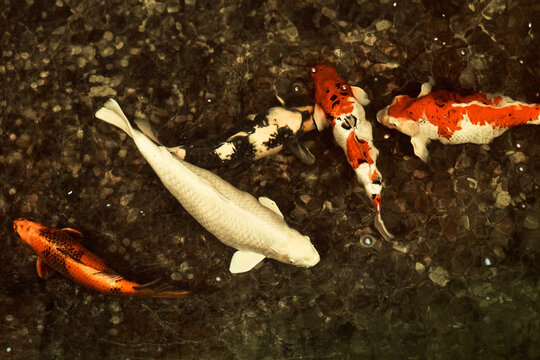 Colorful Koi Fish Swimming in Clear Water