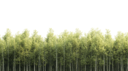 Bamboo forest transparent background