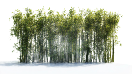 Bamboo forest transparent background
