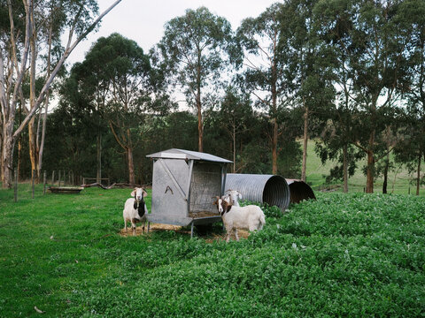 Goats in Australian paddock