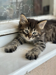 Grey kitten on a window still
