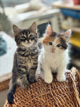 Two kittens sitting on a basket