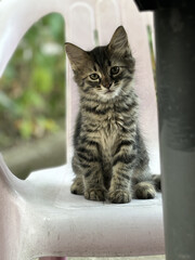 Grey cat standing on a chair
