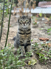 Portrait of a cat standing on the ground