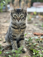 Portrait of a cat standing on the ground