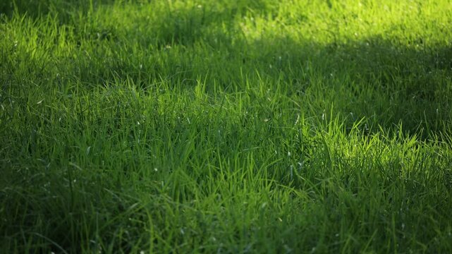 The vibrant green grass texture can be beautifully observed under the warm glow of natural sunlight