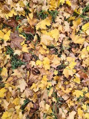 Herbstblätter auf dem Boden, Nahaufnahme