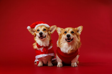 Christmas Corgis in festive costumes spreading holiday cheer with adorable charm and joy