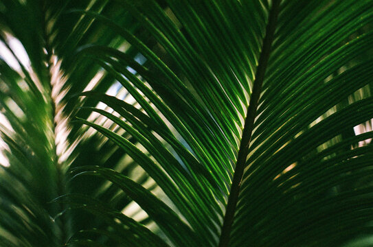 Palm