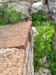 Lizard on a rock outside