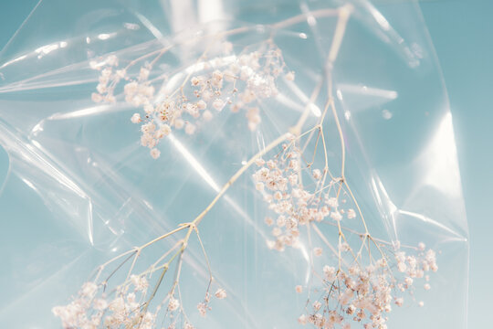 Paniculata