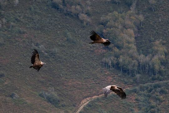 3 Eurasian griffon vulture 