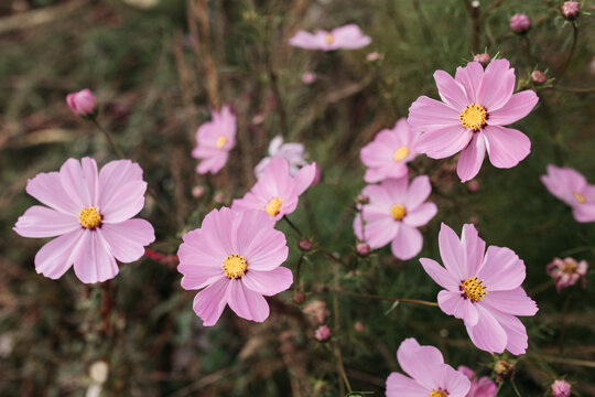 Pink cosmos
