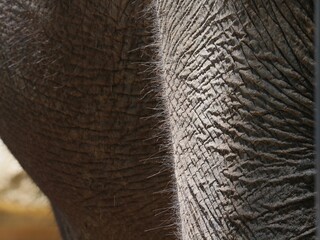 The skin of an elephant