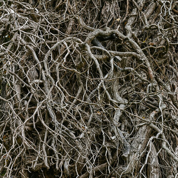  dead parasitic plant