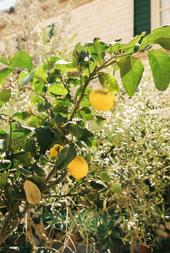 A lemon tree in Italy